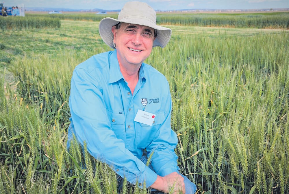 Helping wheat withstand heat post image