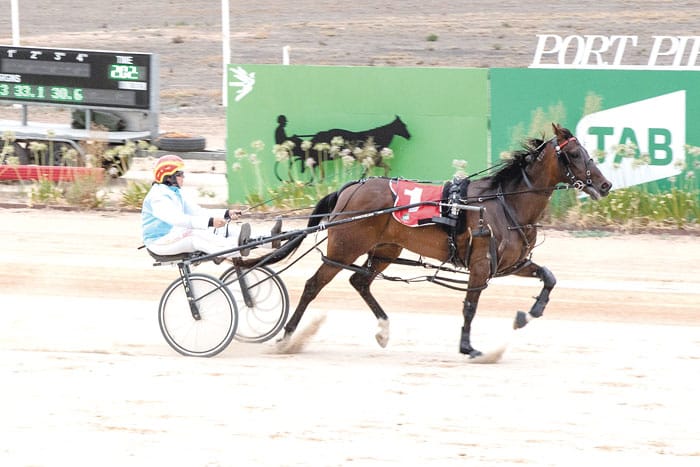 YP Harness Racing Club post image