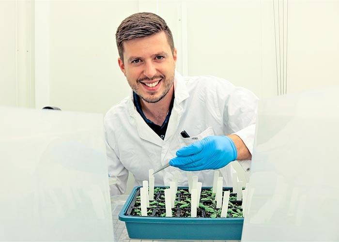 Discovery to improve resistance in canola post image