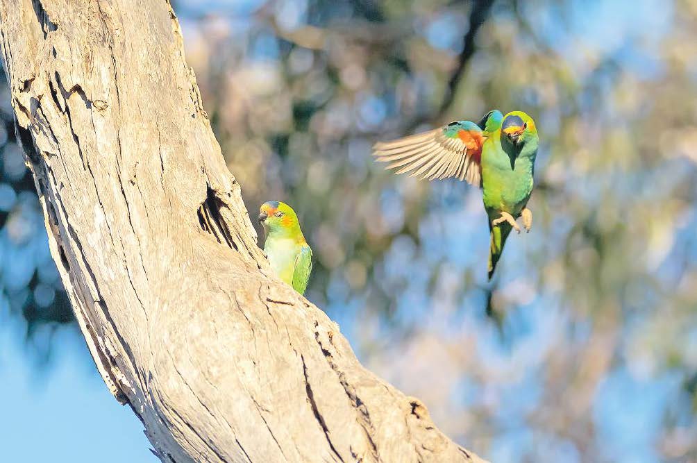 Landholders choose to plant habitat for SA native animals post image