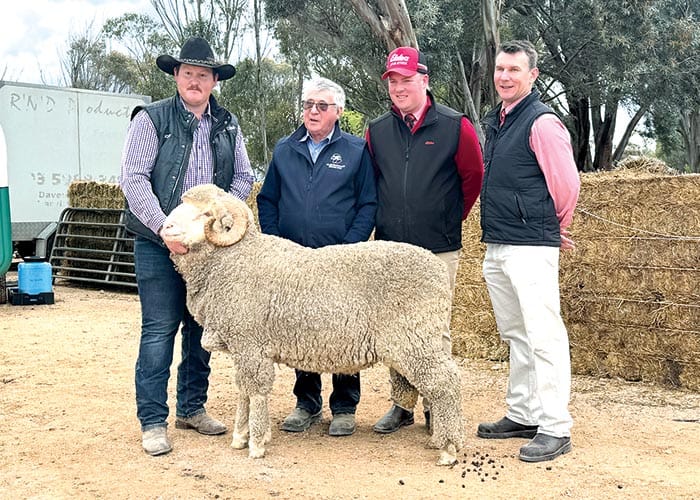 Orrie Cowie ram reaches $8400 post image