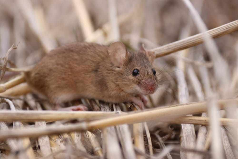 Funding to help farms in mouse plague recovery post image