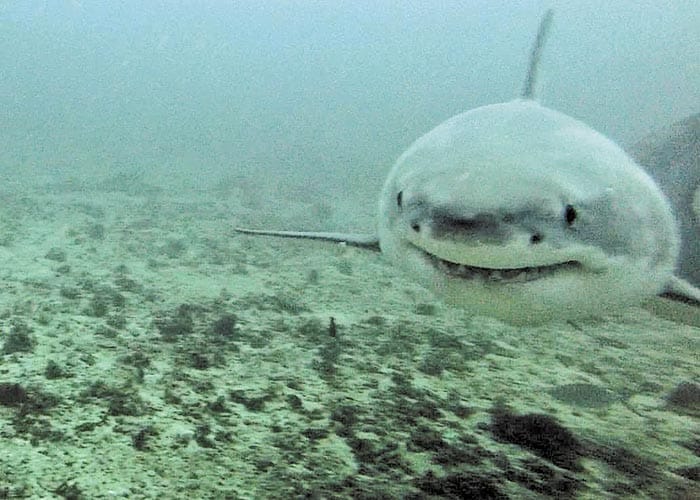 SA steps up shark safety post image