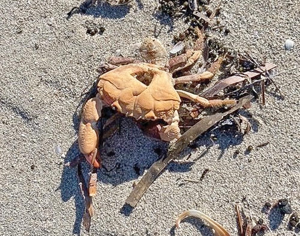 Danger and devastation in our waters post image