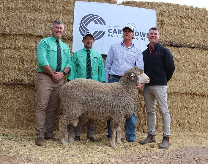Fast-growing, heavy-cutting rams at Carricowie post image