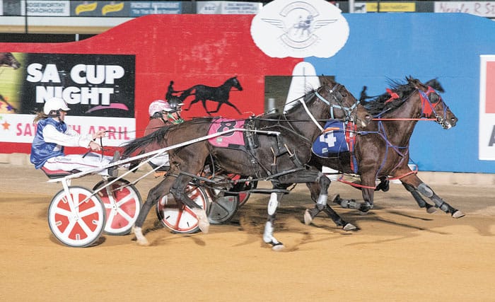 YP Harness Racing news post image