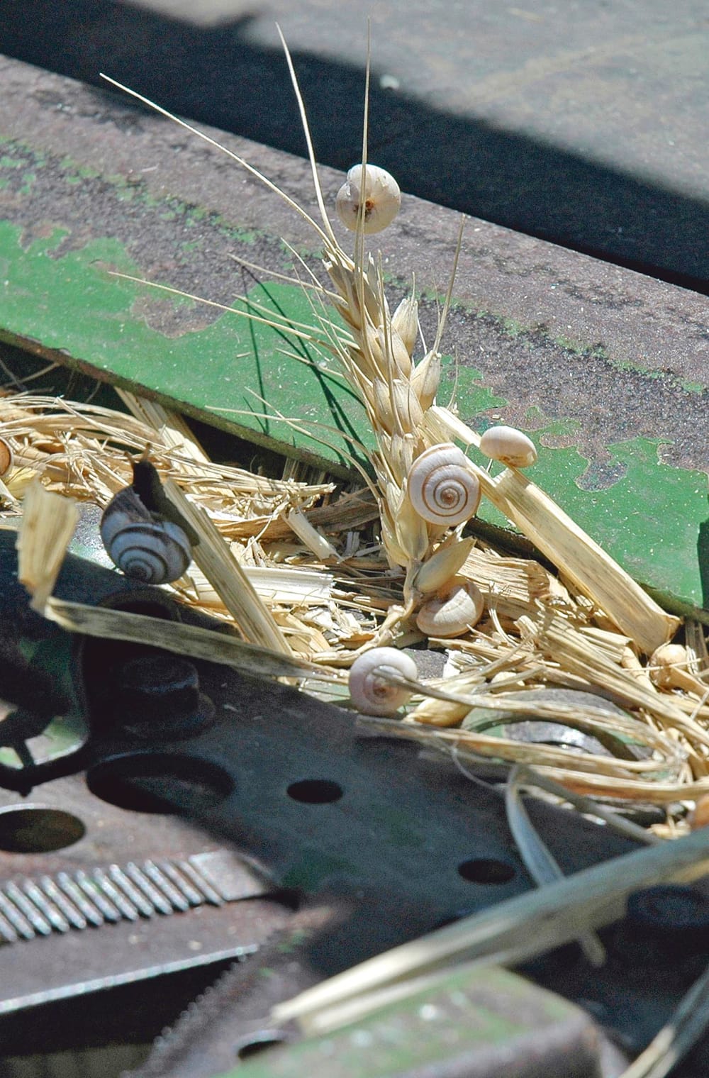 Farmers urged to look out for snails post image