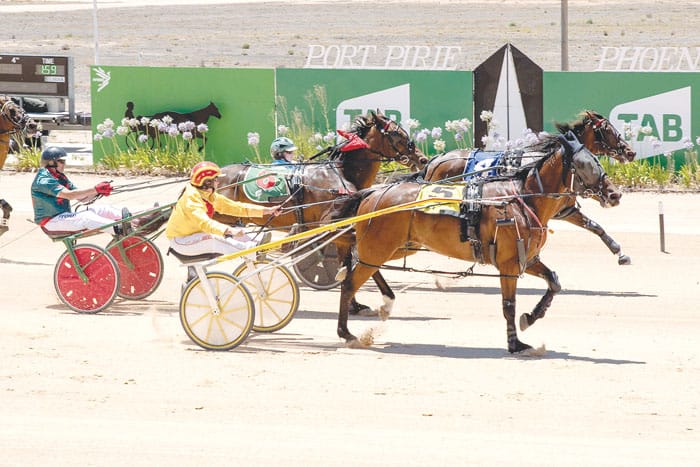YP harness racing post image