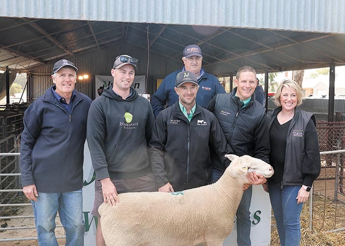 Jandebrey White Suffolk Stud, Sandilands post image