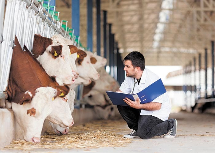 New diagnostic tool keeping cattle healthy post image