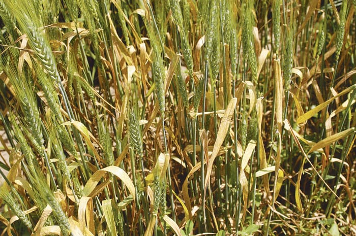 High stripe rust risk post image