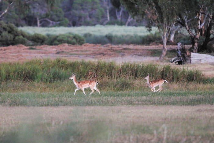 Feral deer and goat management funded post image