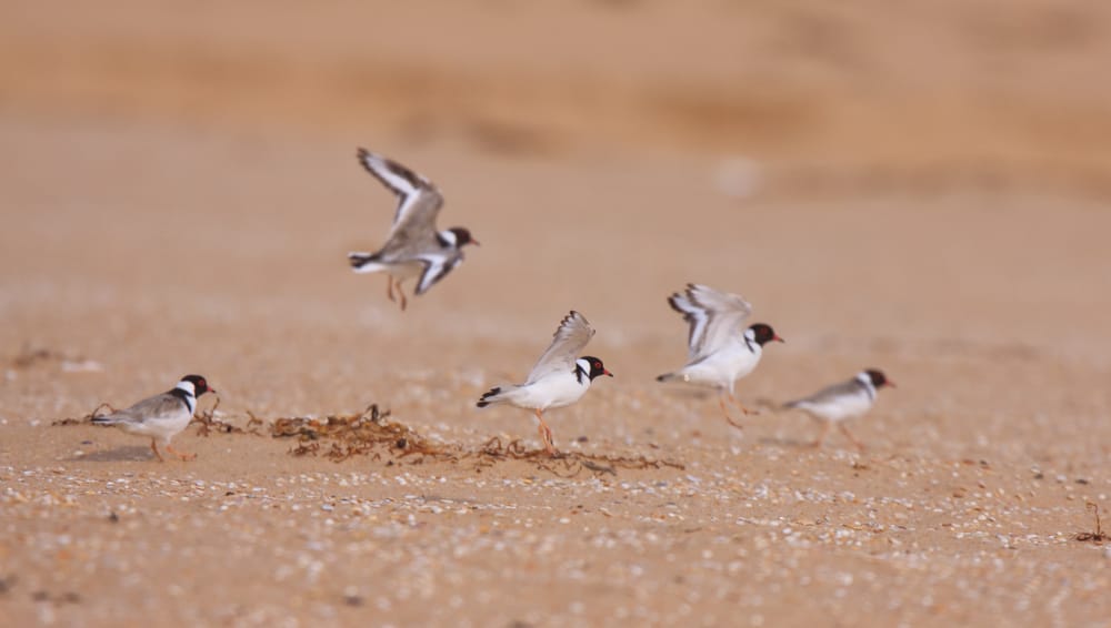 Increase in hooded plovers post image