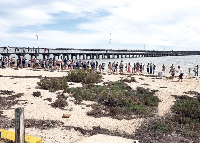 Record ducks sold for racing at Broughton post image