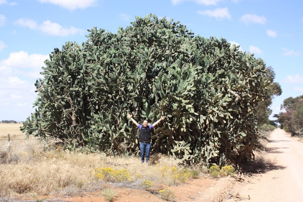 Help needed for cacti control post image