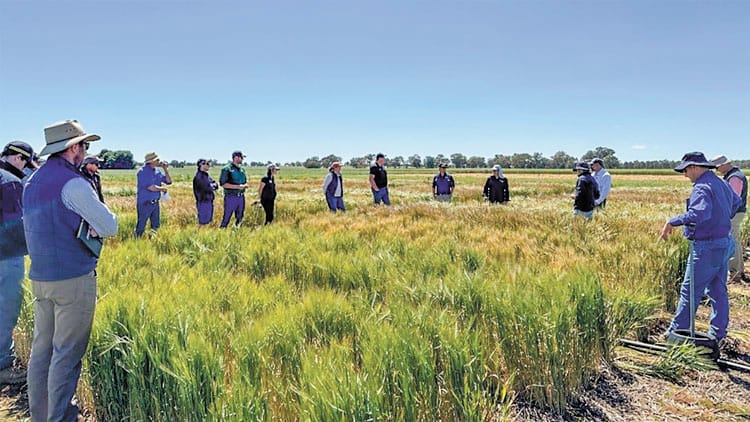 GRDC working to combat Septoria tritici blotch post image