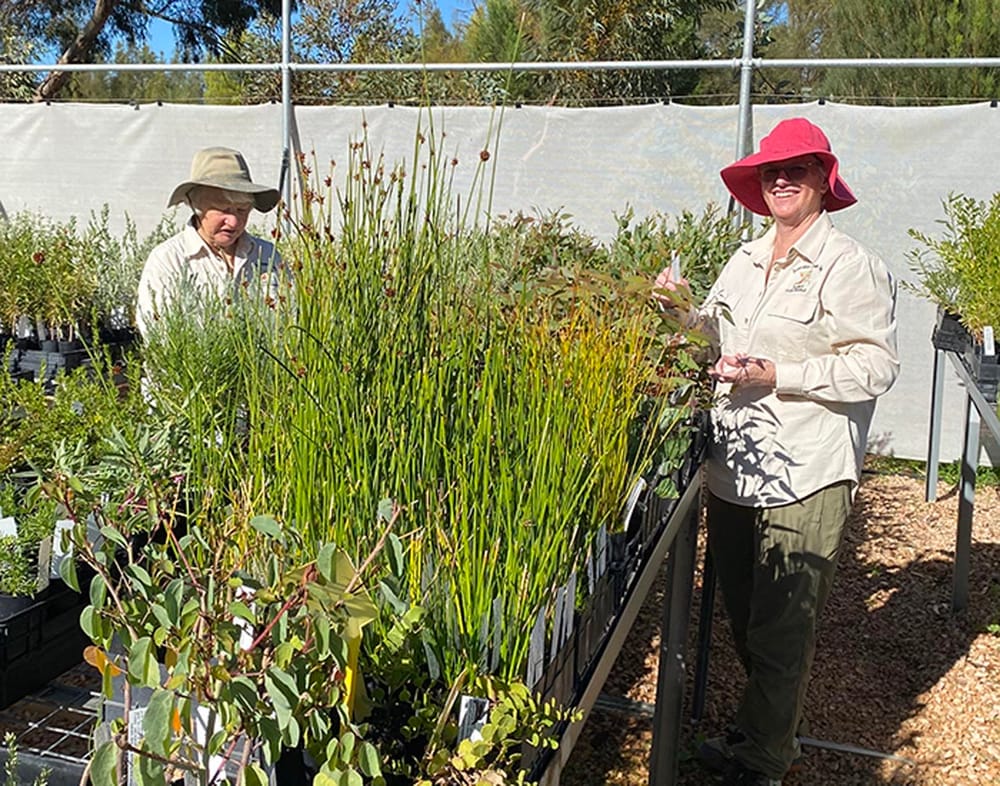 New ideas blooming at Australian Plants Society post image