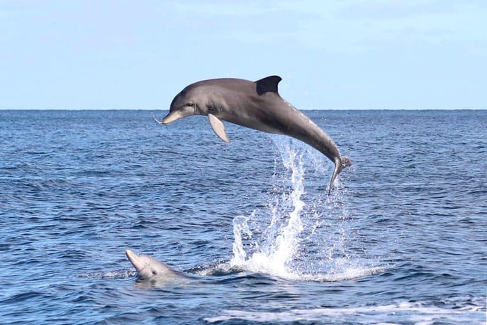 Plea to leave dolphin alone post image