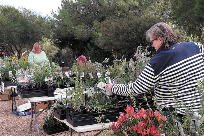 Australian native plants sale post image