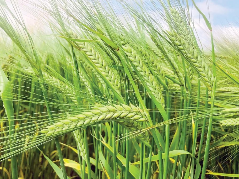 Two varieties classified for malting post image