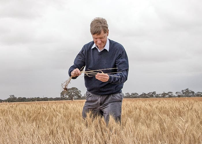 Resistant ryegrass challenges disc seeding systems post image