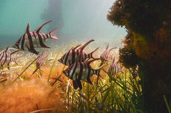 Southern YP spots among SA’s best locations for snorkelling post image