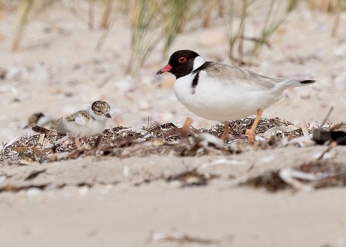 Plover chicks struggling post image