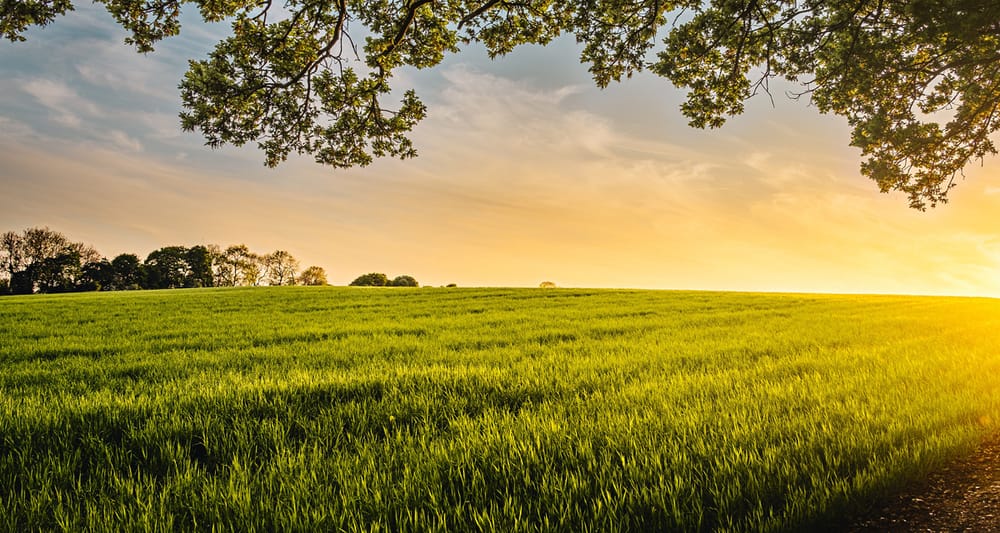 WRC giving farmers choice on GM crops post image