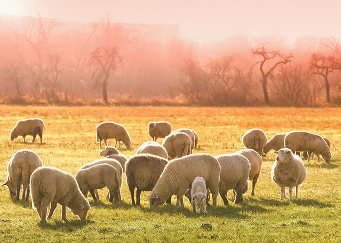 Warm YP welcome for ram buyers post image