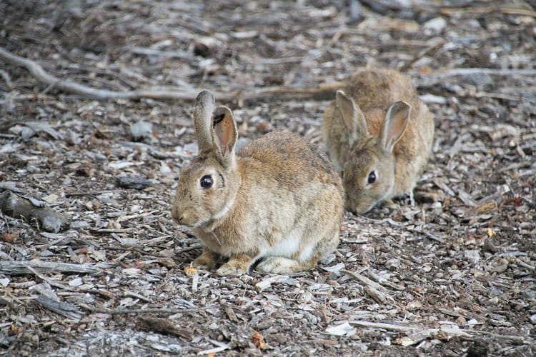 Citizen scientists hop to it with rabbit virus tracking project post image