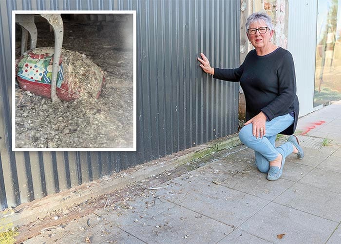 Council takes aim at pigeon problem post image