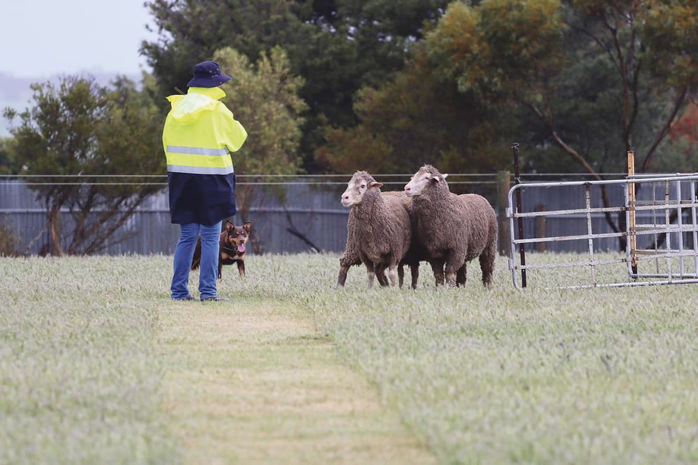 Owners put training to test at sheepdog trials post image