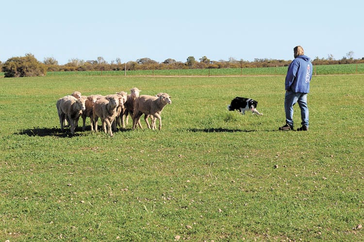 Sheep herding skills on display post image