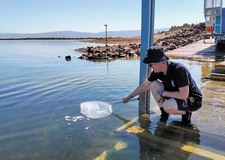 Baby snapper released into Spencer Gulf post image