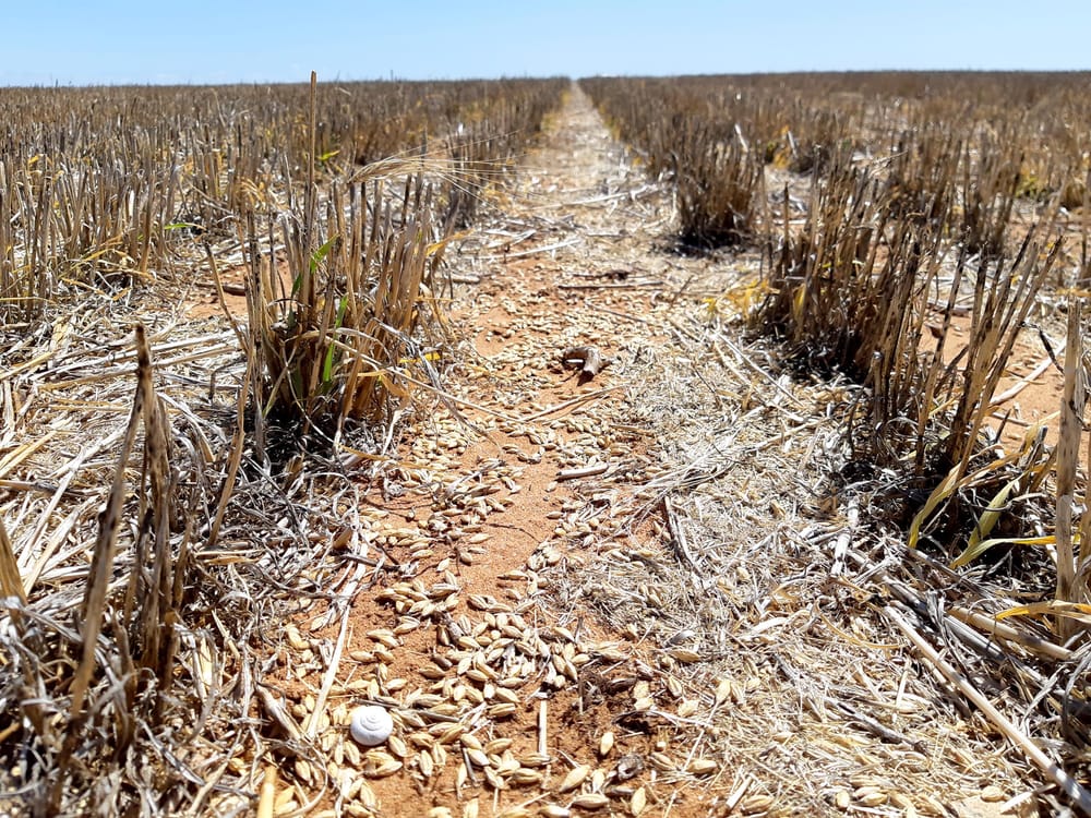 Minimise mouse risk this harvest post image