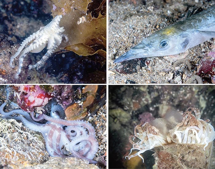 Toxic algae found along coast post image