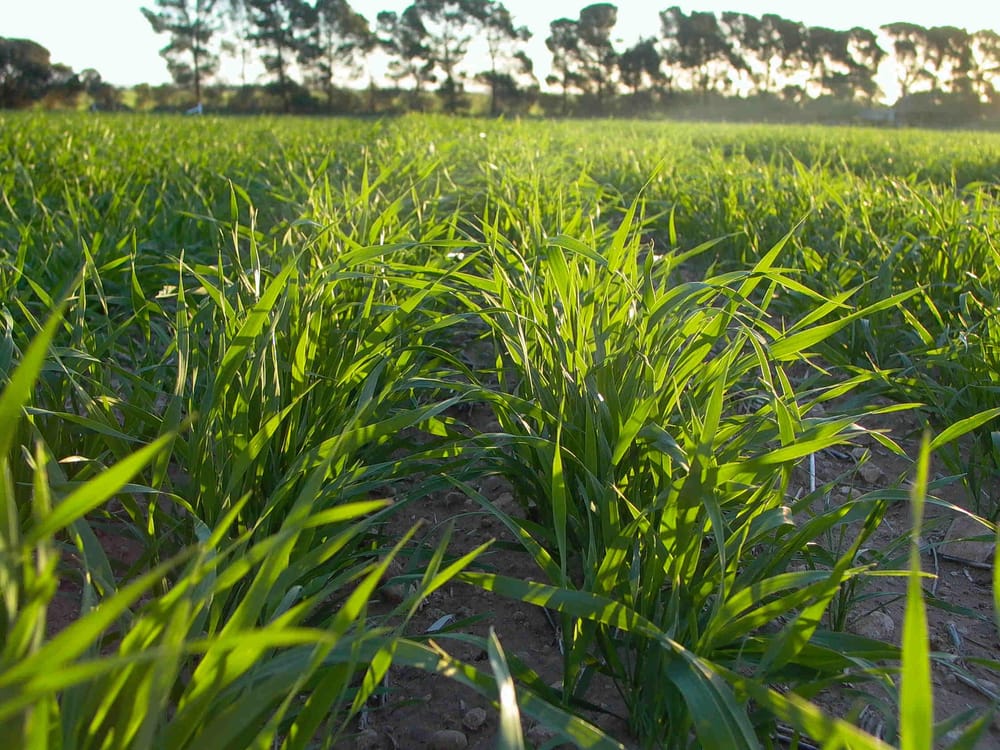 Seeking solutions to improve soils post image