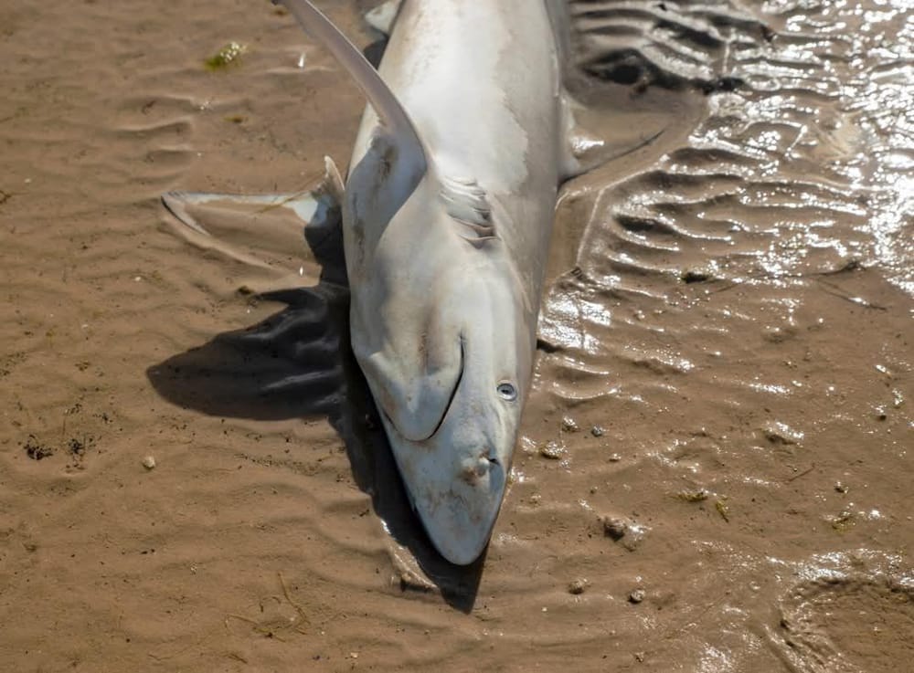 Uncertainty prevails despite algae grants post image