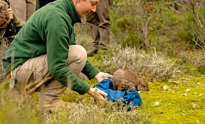 Bettongs are back post image