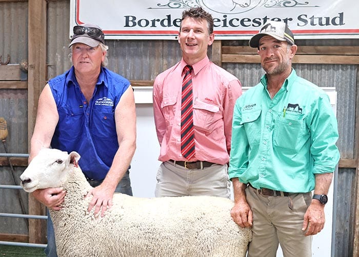 Glencorrie rams reach $5100 post image