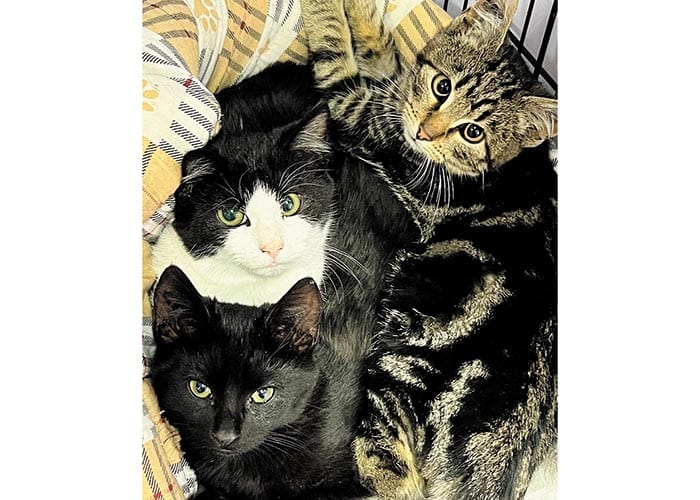 Feral cat frenzy on YP post image