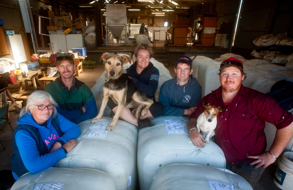 Shearer shortage not a great yarn post image