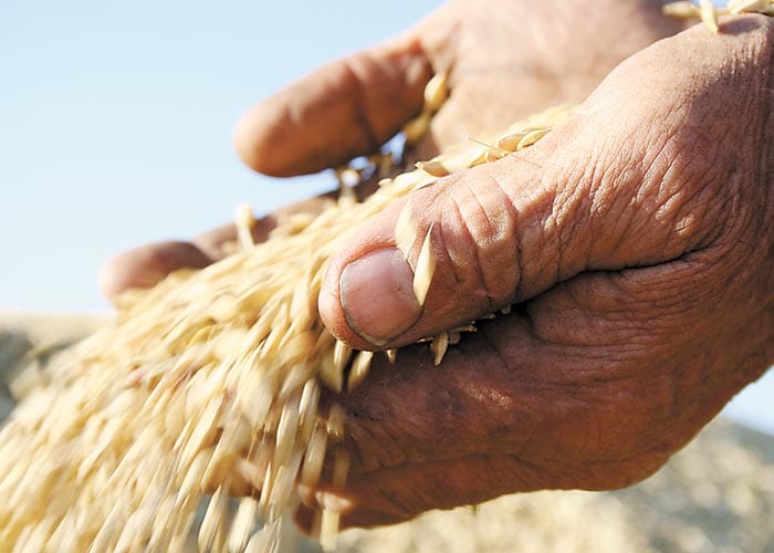 GPSA seed register to help drought-affected growers post image