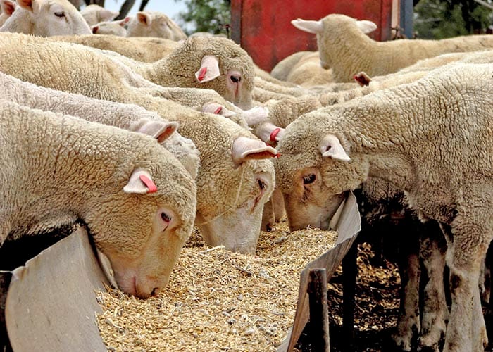 eID support for sheep and goat farmers post image