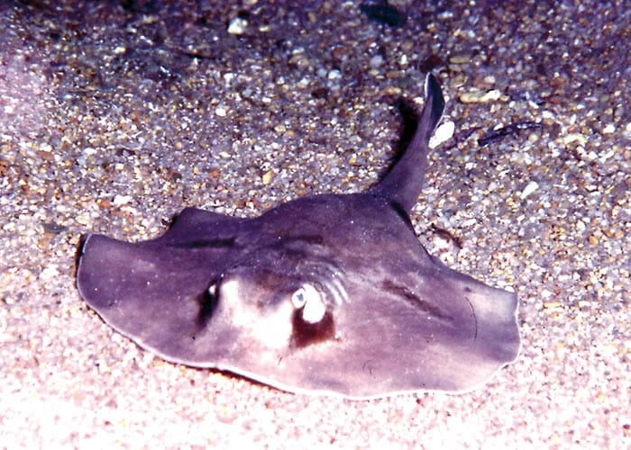 New protections for sharks and rays post image