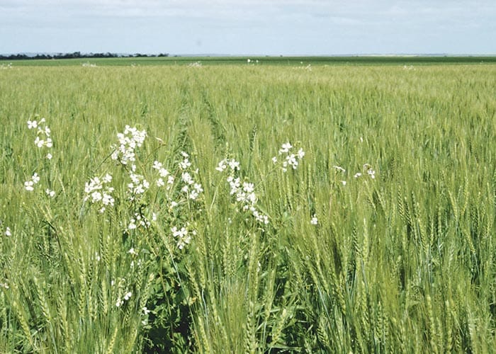 Wild radish seed targeted for destruction post image
