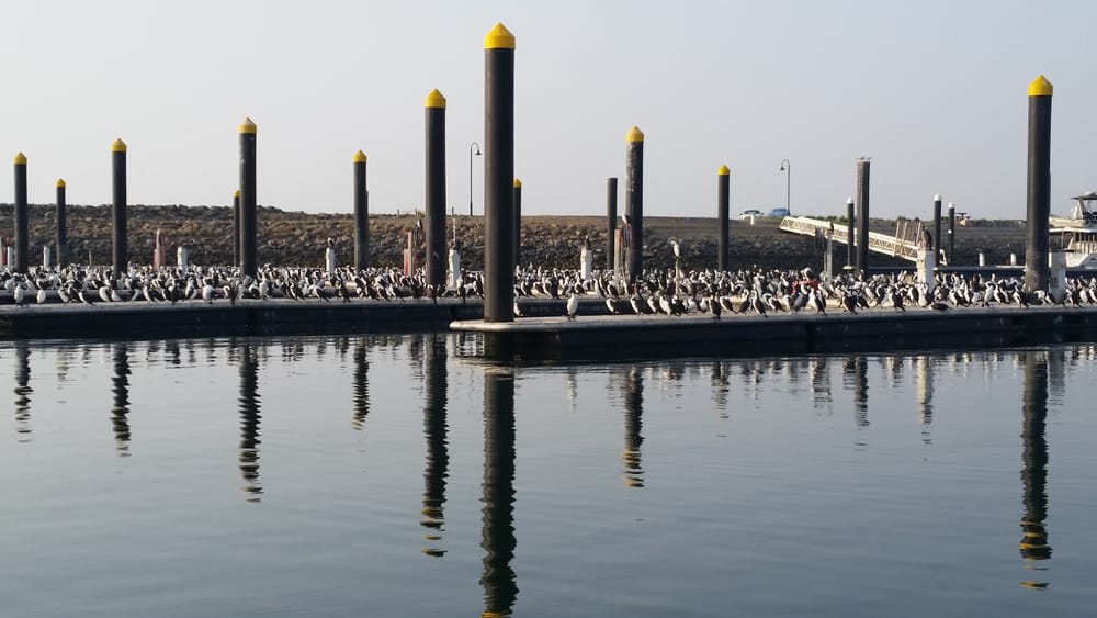 Bigger fish to fry in shag drama post image