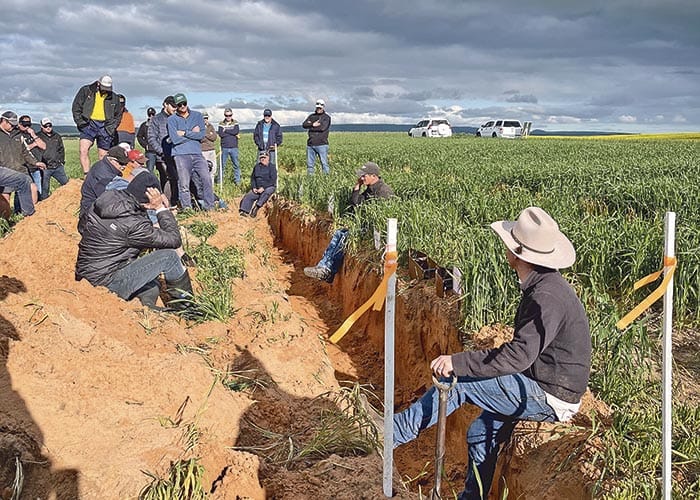 Pulling the profit levers for tackling sandy soils post image