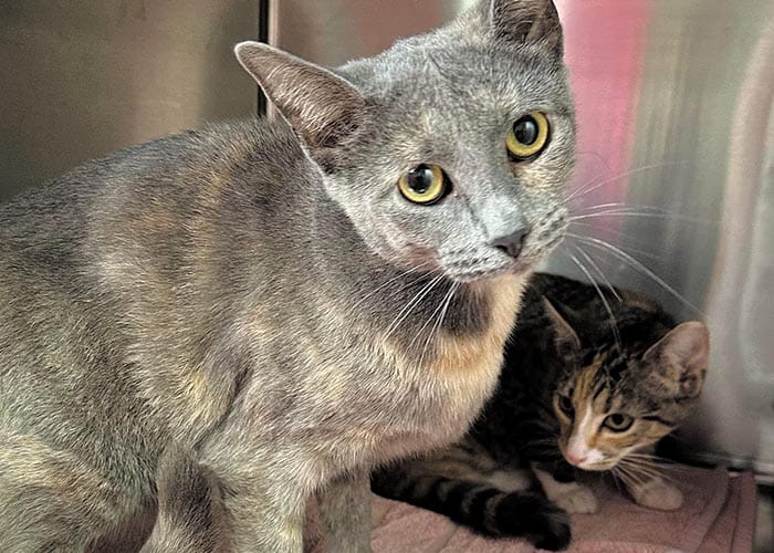 Cat-astrophe as furry friends found dumped post image