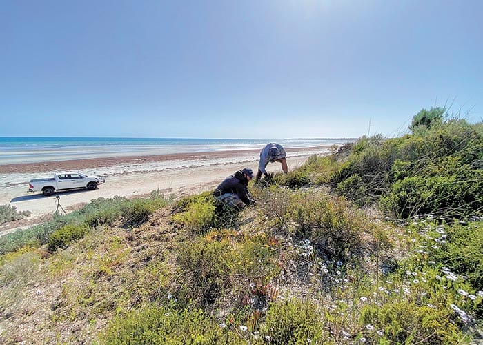 North Beach dunes reveal new threat post image
